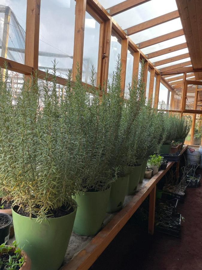 Green Training Center Dzoraghpʼyur Eksteriør bilde